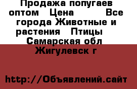 Продажа попугаев оптом › Цена ­ 500 - Все города Животные и растения » Птицы   . Самарская обл.,Жигулевск г.